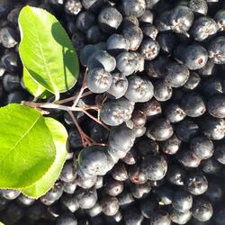 Chokeberry jam (whole fruits)