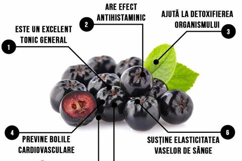  Pastilla-aronia-apples-and-quince-2.png